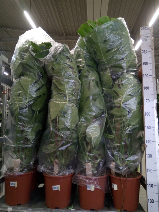 <h4>Monstera delic.</h4>