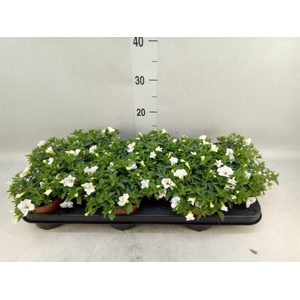 Calibrachoa  'Minifam White'