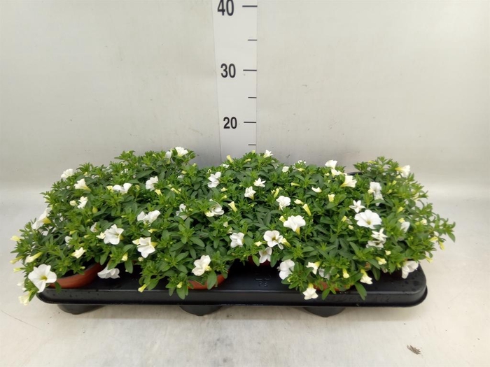 <h4>Calibrachoa  'Minifam White'</h4>