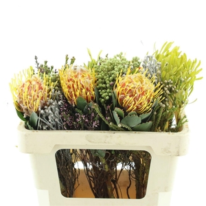 PROTEA PER BOS