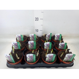 Fritillaria meleagris