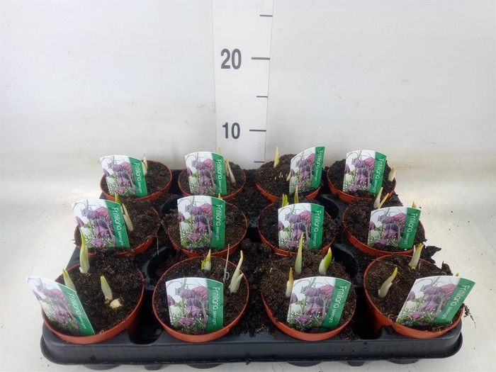 <h4>Fritillaria meleagris</h4>