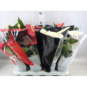 Anthurium   ...mix