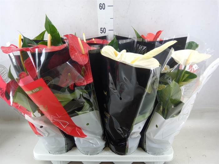 <h4>Anthurium   ...mix</h4>