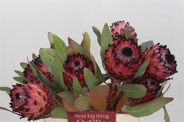 <h4>PROTEA MA RED BEAUTY</h4>