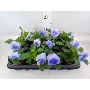 Viola wr. 'Flair Light Blue'