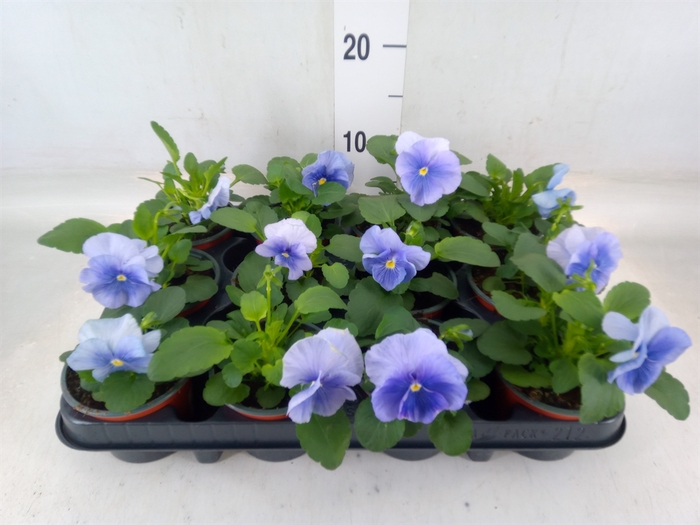 <h4>Viola wr. 'Flair Light Blue'</h4>