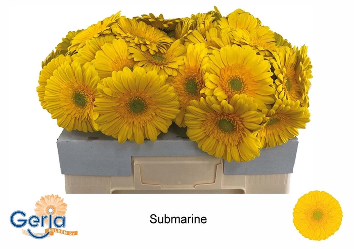 <h4>GE GR SUBMARINE</h4>