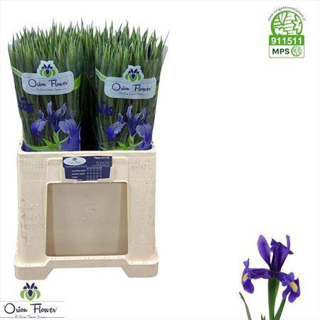 <h4>Iris Blue Magic</h4>