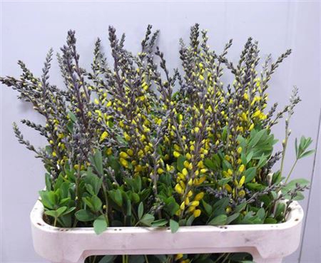 <h4>Baptisia Australis Yellow</h4>