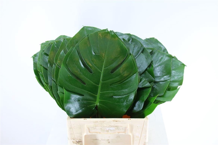 <h4>Monstera S (sg)</h4>