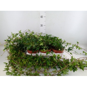 Hedera helix 'Shamrock'