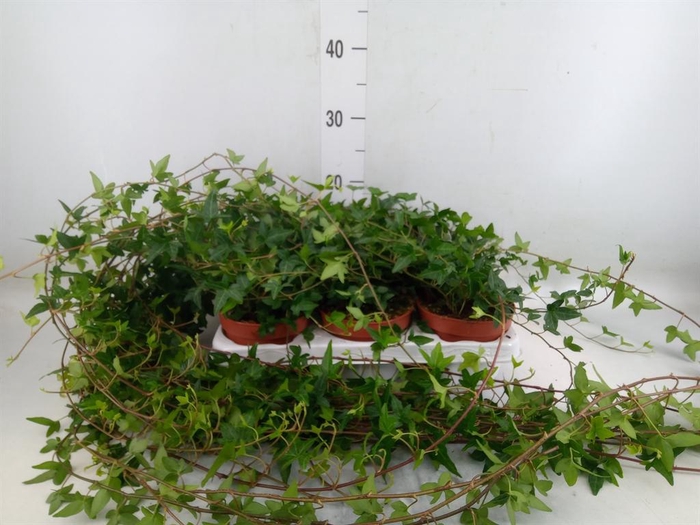 <h4>Hedera helix 'Shamrock'</h4>