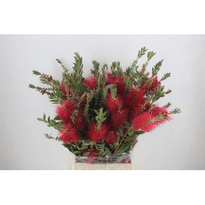 Callistemon P Bunch