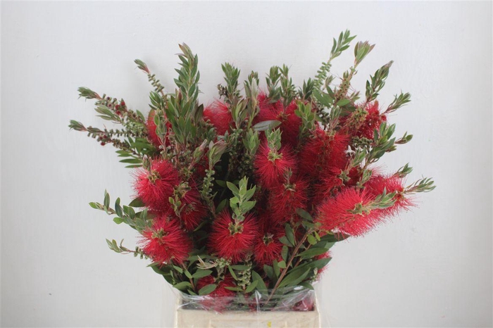 <h4>Callistemon P Bunch</h4>