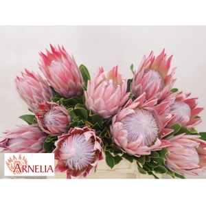 PROTEA CYNAROIDES