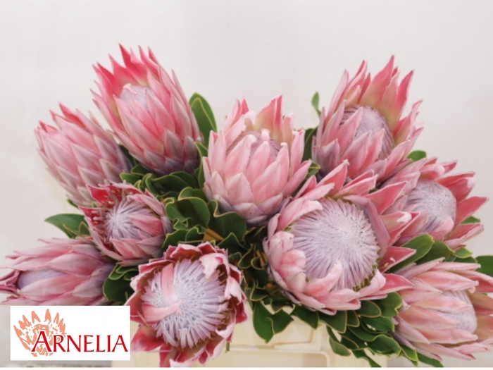 <h4>PROTEA CYNAROIDES</h4>