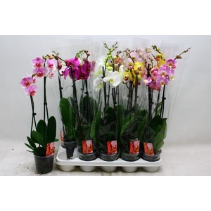 PHAL GEM