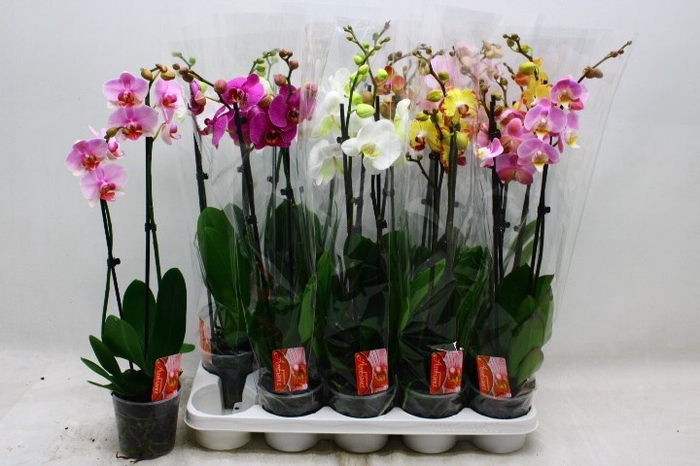 <h4>PHAL GEM</h4>