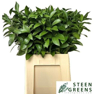RUSCUS HYPOPHYLLUM