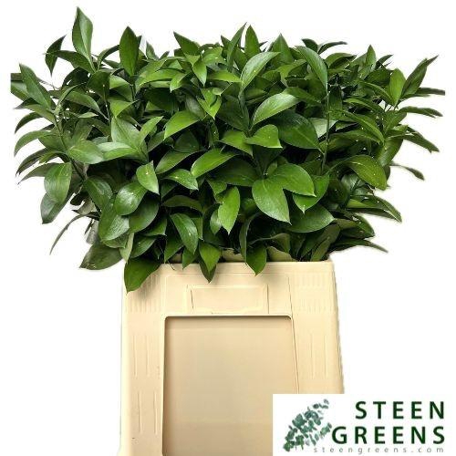<h4>RUSCUS HYPOPHYLLUM</h4>