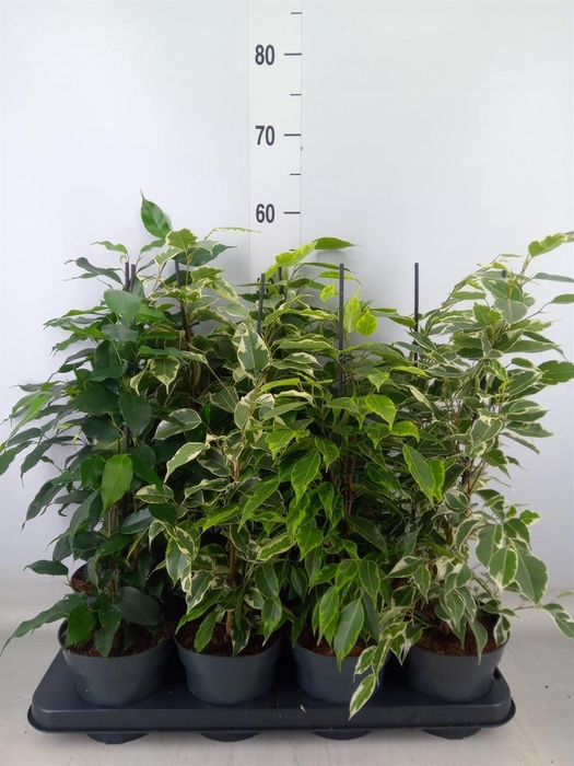 <h4>Ficus benja.   ...mix</h4>