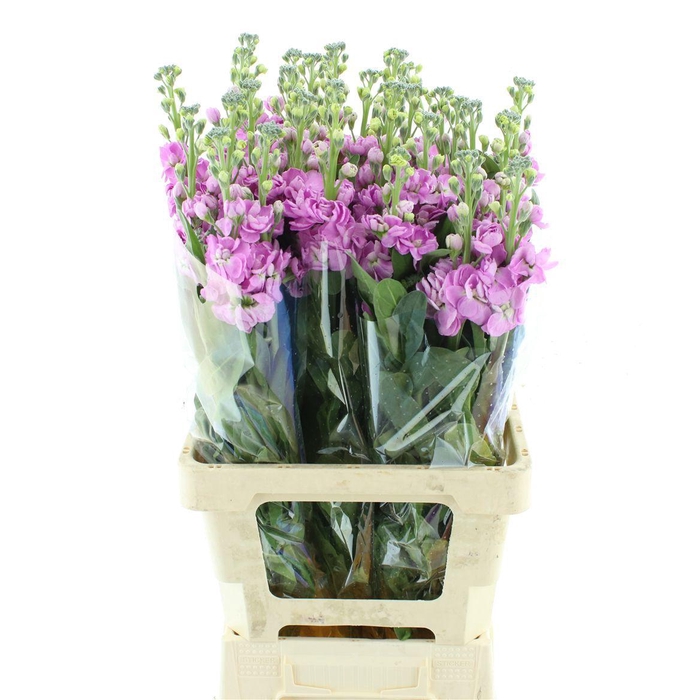 <h4>MATTH IRON PINK</h4>