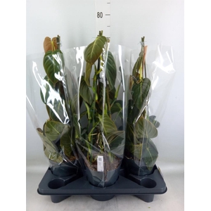 Philodendron melanochrysum