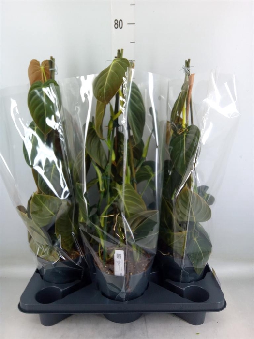 <h4>Philodendron melanochrysum</h4>