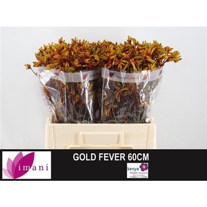 ANIGOZ GOLD FEVER