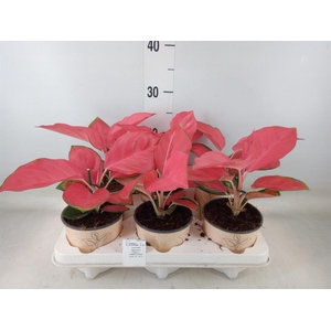 Aglaonema   ...