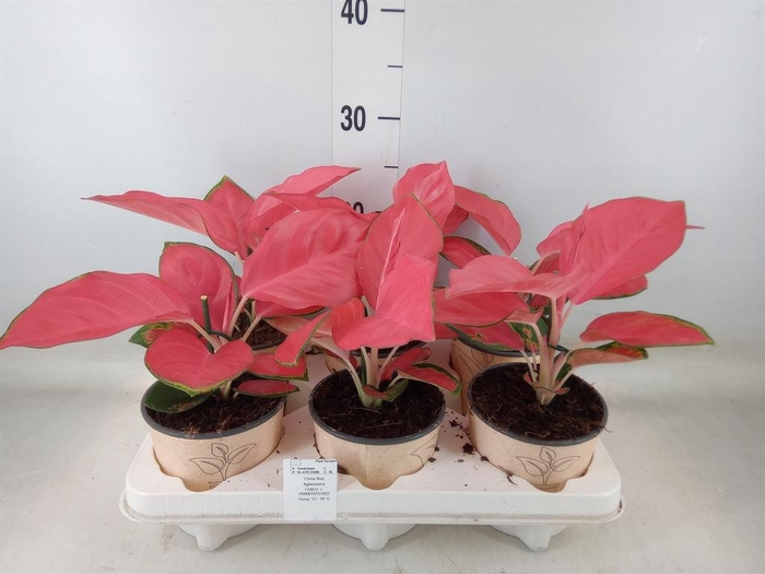 <h4>Aglaonema   ...</h4>