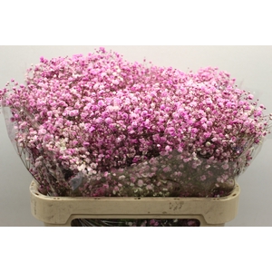 Gyps Pa Tinted Excellence Light Pink 750Gr EC