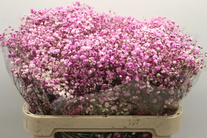 Gyps Pa Tinted Excellence Light Pink 750Gr EC