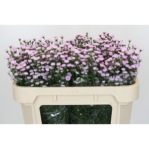 Aster Baby Pink Pearl