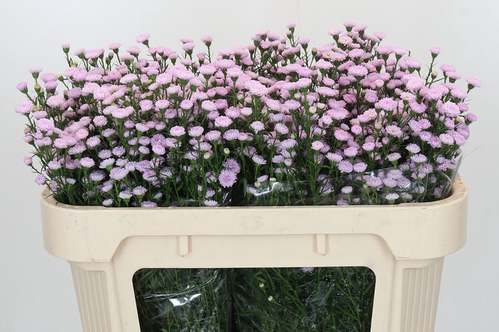 <h4>Aster Baby Pink Pearl</h4>