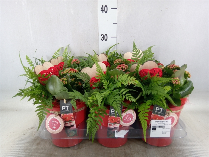 <h4>Arr.   Planten L%</h4>