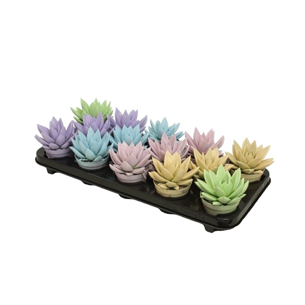 <h4>Echeveria coloured pastel mix</h4>