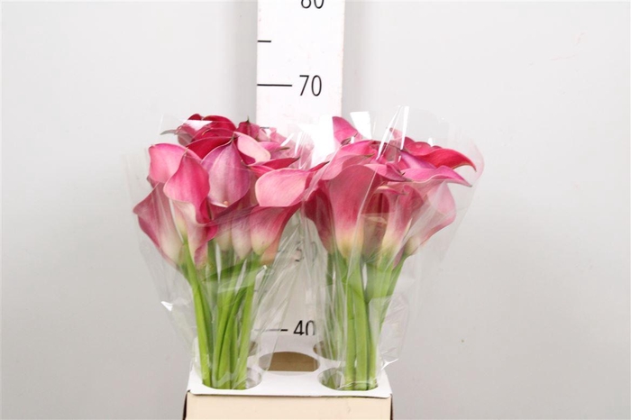 <h4>Zant Pink Jewel</h4>