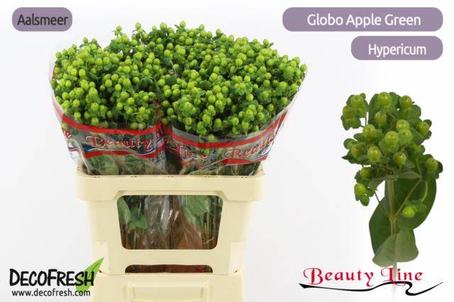 <h4>HYP GLOBO APPLEGREEN</h4>