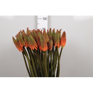 Kniphofia Alcazar