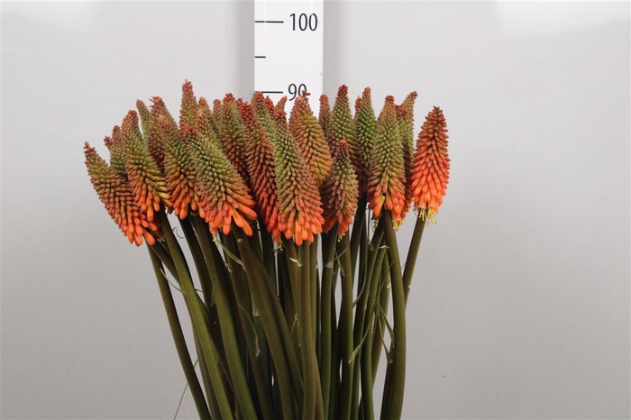 <h4>Kniphofia Alcazar</h4>