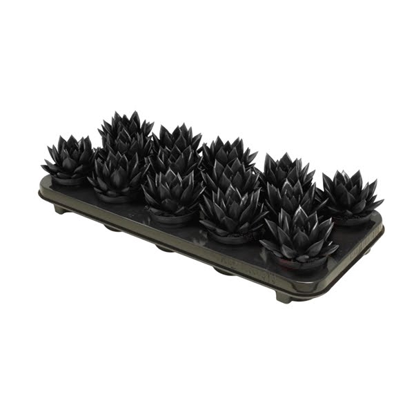 <h4>Echeveria coloured black</h4>