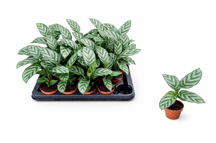 <h4>CALAT FREDDIE</h4>