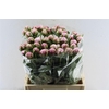 Paeonia Sarah Bernhard Pink