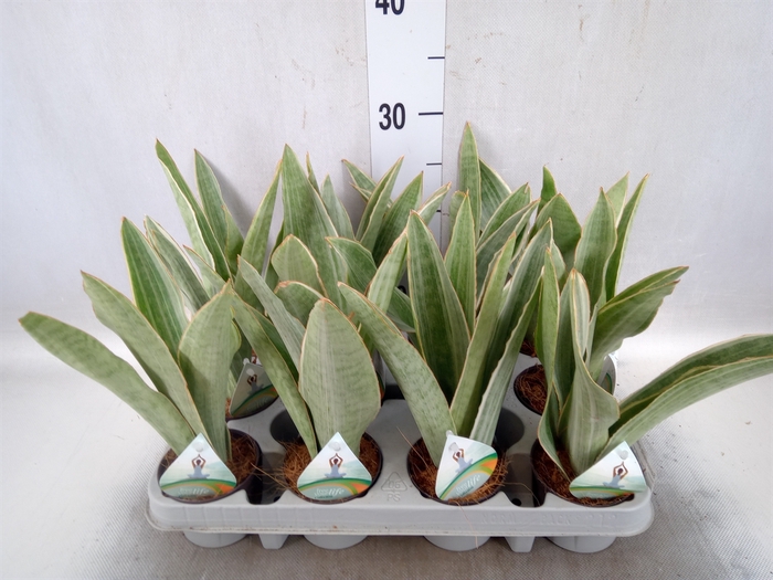 Sansevieria trifa.   ...