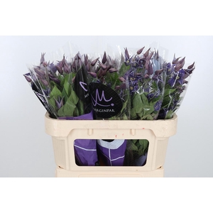 Clem Di Bl Pirouette