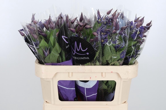 <h4>Clem Di Bl Pirouette</h4>