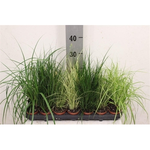 Carex gemengd