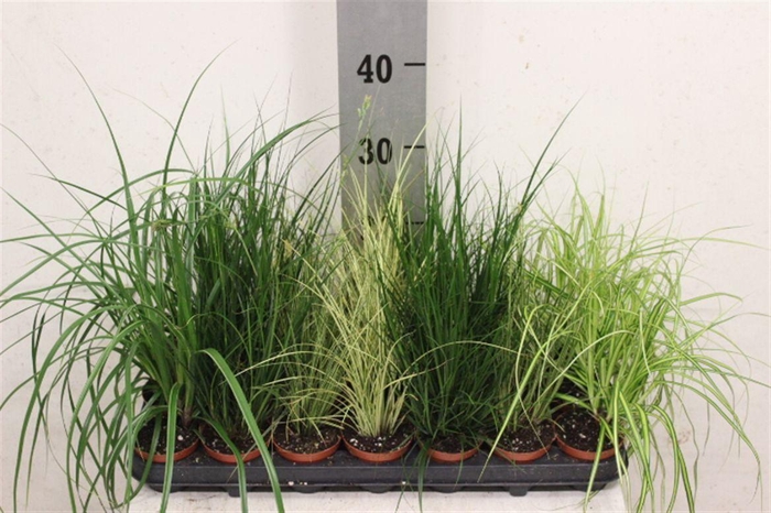 <h4>Carex gemengd</h4>